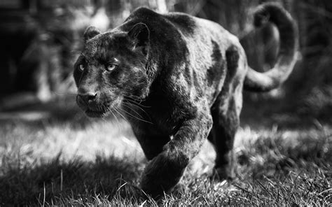 Black Panther Animal Wallpapers - Top Free Black Panther Animal ...