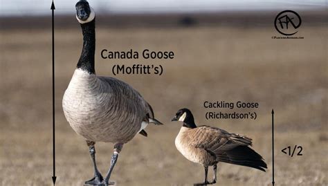 Cackling Goose Identification