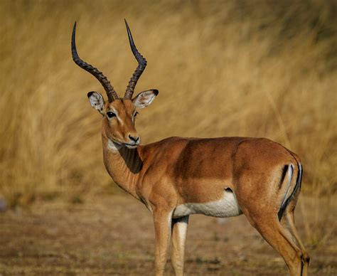 Foto de stock gratuita sobre África, animal, antílope