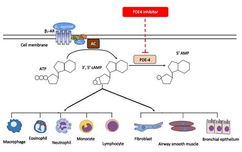 Breathing Labs – Can Phosphodiesterase 4 Inhibitor Therapy Be Used in Respiratory Diseases Other ...