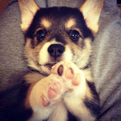 Cute Puppy Paws Pictures, Photos, and Images for Facebook, Tumblr, Pinterest, and Twitter