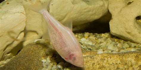 An Eyeless Fish May Help Cure a Human Disease | Mexican Cavefish