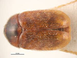 NPBDN-funded training 2024: Dermestidae and Khapra beetle identification workshop - National ...