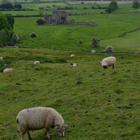 Sheep in Ireland | Irish countryside, Ireland, Photo