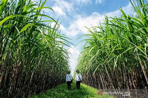 Perhutani optimalkan kawasan hutan untuk ketahanan pangan - ANTARA News