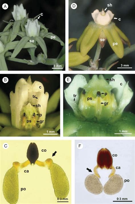 External floral structure. (A-C) Morrenia odorata. (D-F) Morrenia... | Download Scientific Diagram