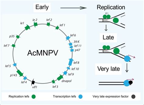 Baculovirus Gene Expression | IntechOpen