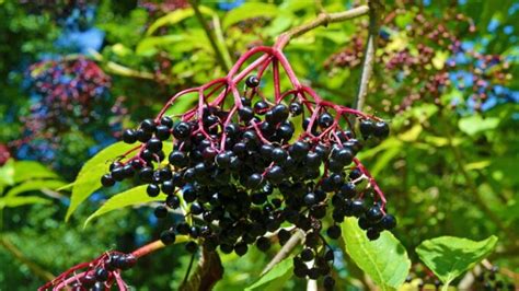 Are elderberries really poisonous? - live-native.com