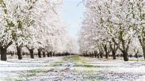 Almond Orchard Blossoms Northern California - Hill Media Group