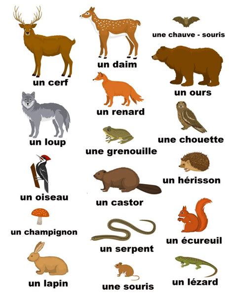 French animals | Woodlands Primary P6