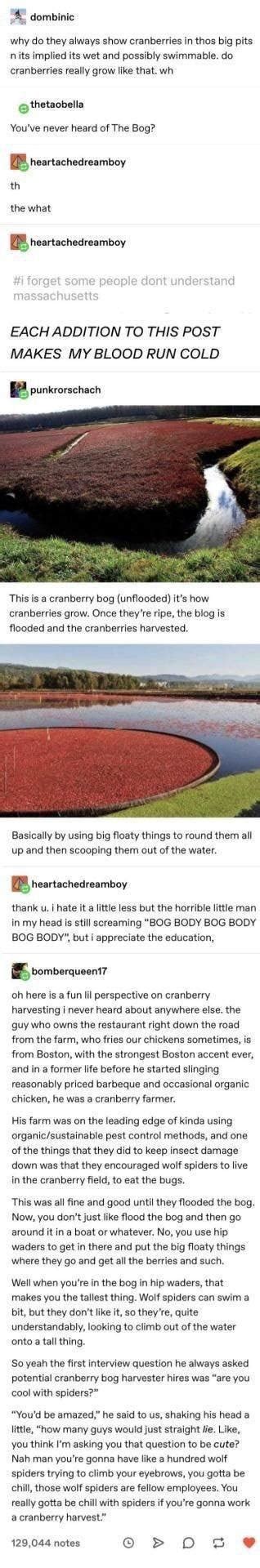 Cranberry spiders : r/oddlyterrifying