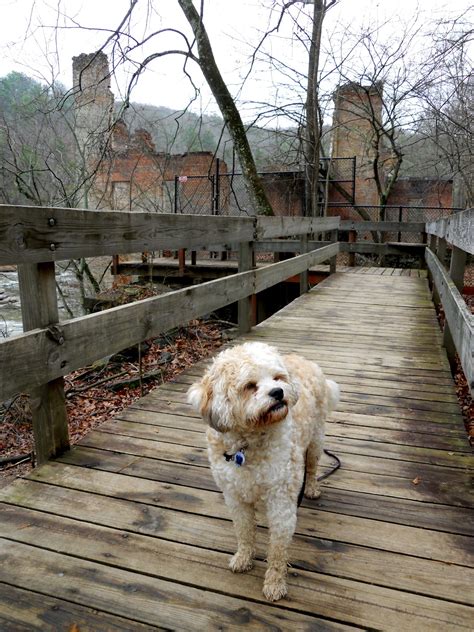 hikewithyourdog: Sweetwater Creek State Park