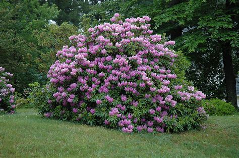 Rhododendron Catawbiense Grandiflorum Bright Purple Blooms | Etsy