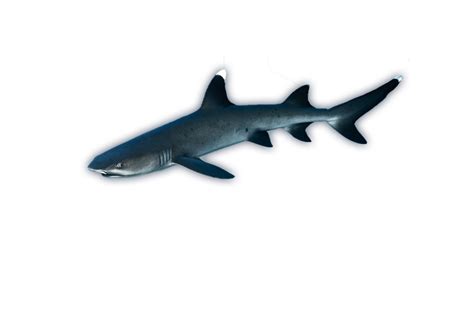 Whitetip Reef Shark - Ocean Animals