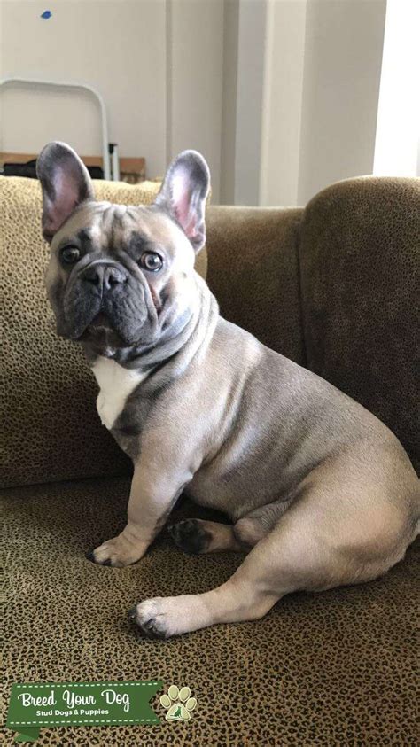 Blue Fawn Frenchie - Stud Dog in Florida , United States | Breed Your Dog