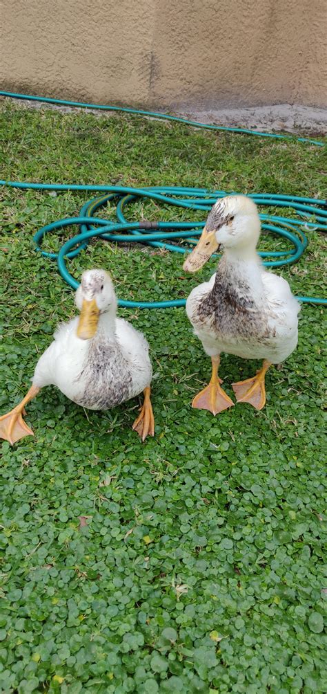 Some VERY Muddy Ducks!! : r/duck