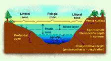 Littoral Zone | Encyclopedia.com