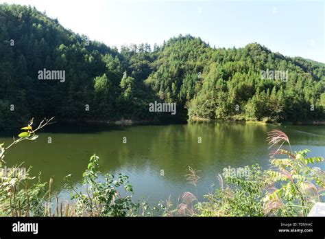 Fish pond grass carp Stock Photo - Alamy