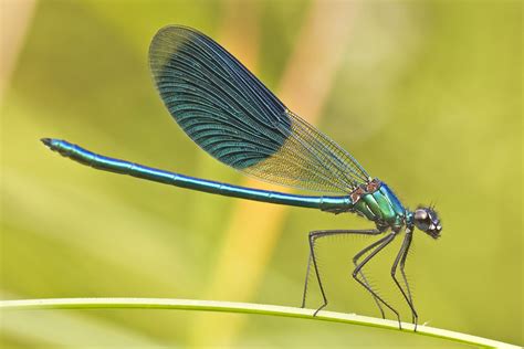 Dragonfly perching becomes Damselfly | Backcountry Gallery Photography ...