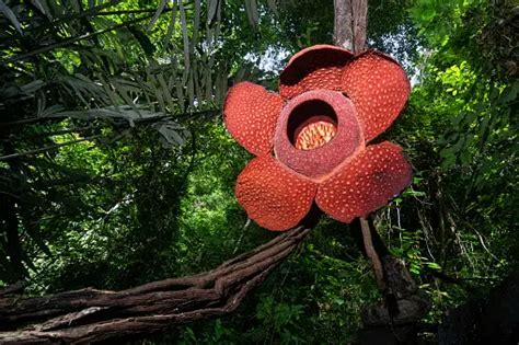 Rafflesia Arnoldii Pictures | Download Free Images on Unsplash