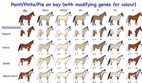 Horse Genetics 2.0: Colours | Laboratoire de génétique vétérinaire