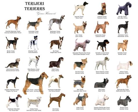 Chart of Terriers | Thank dog | Pinterest | Terrier and Dog