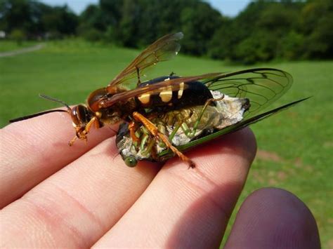 Worried about those wasps buzzing around? Relax. They're cicada killers, and they're not after ...