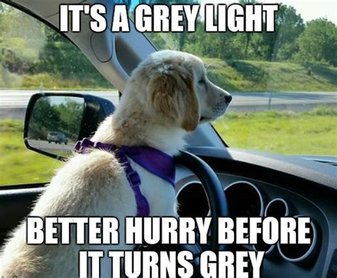 These 16 Wholesome Memes Nail What It’s Like to Drive Today – eTags – Vehicle Registration ...