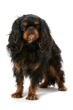 Breed of the Week: English Toy Spaniel - Paws Playgrounds