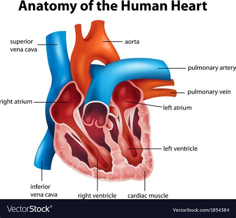 Libro Guinness de récord mundial Deportes siguiente human heart anatomy diagram Reina Margaret ...