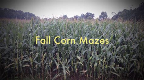 Stoner’s Dairy Farm & Corn Maze opens September 8 - SHIP SAVES