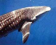 Whale shark- The World of Sharks