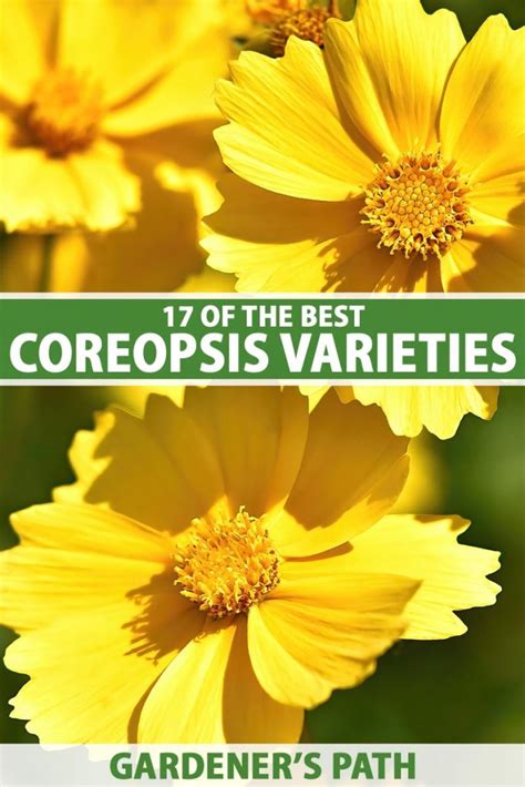 17 of the Best Coreopsis Varieties | Gardener’s Path