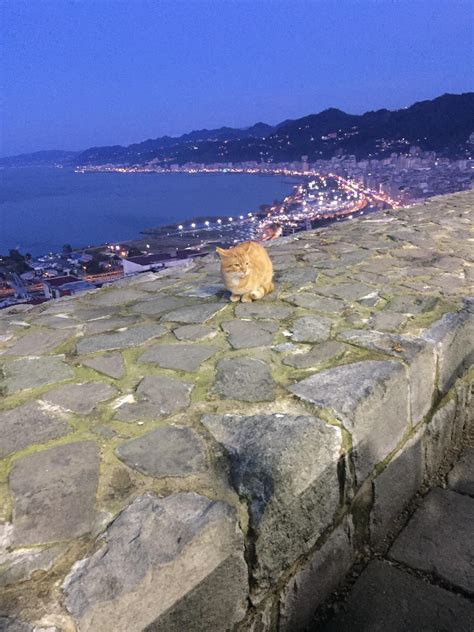 Turkish cat in Rize Castle : r/Turkey