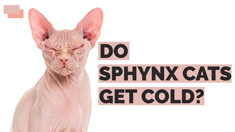 Do Sphynx Cats Get Cold? | 5 Important Tips For Sphynx Cat Care