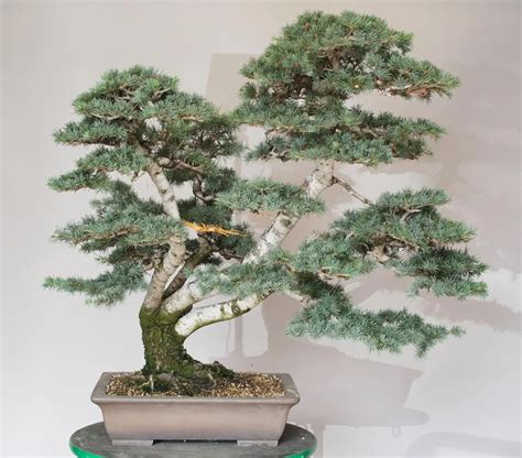 Cedar Bonsai (Cedrus spp.) Essential Care Techniques