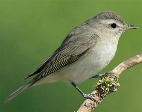 Warbling Vireo Songs and Calls - Larkwire