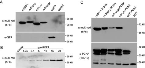 Immunoblot analyses to test the specificity and affinity of the rat ...