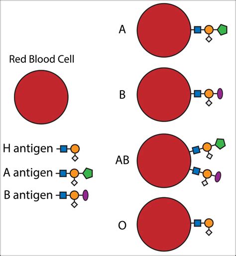 Transforming Blood Transfusions – The Pipettepen