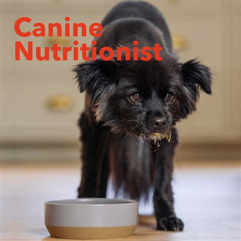 Canine Nutrition Consultation | Dog Nutritionist | North Hound Life | Your dog's health starts here