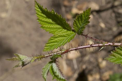 Native Plant Series #4: Coast Live Oak Woodlands