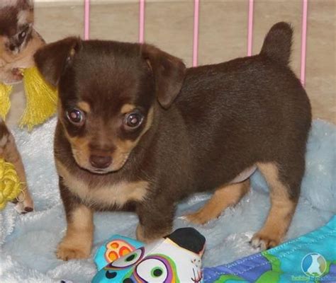 chocolate rat terrier puppy | Rat terrier puppies, Rat terriers, Puppies