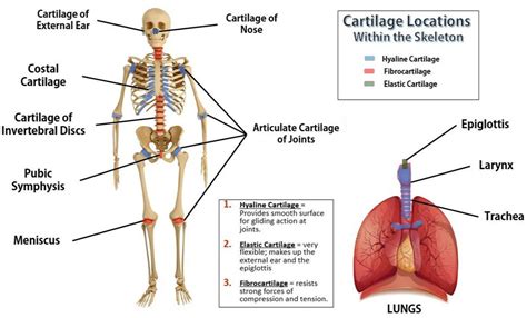 Cartilage SAC - SCIENTIST CINDY