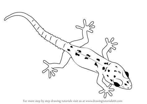 Learn How to Draw a Gecko (Lizards) Step by Step : Drawing Tutorials