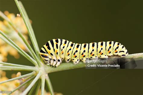 Papilio Machaon Caterpillar High-Res Stock Photo - Getty Images