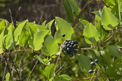 Common Greenbrier | Greenbrier, Plants, Crow