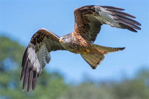 Red Kite | Bird Identification Guide | Bird Spot