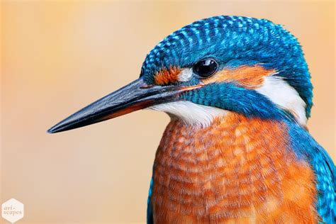 Common Kingfisher - Aviscapes