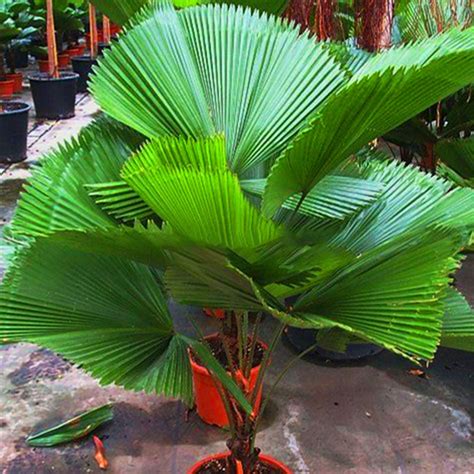 Egrow 20Pcs/Pack Fan Palm Tree Seeds Ornamental Livistona Chinensis Plants Tall | eBay