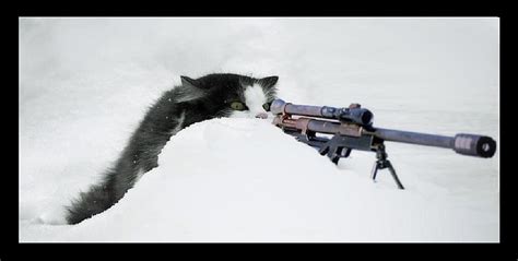 Sniper Cat, rifle, feline, whiskers, sniper, cat, fur, animal, HD ...